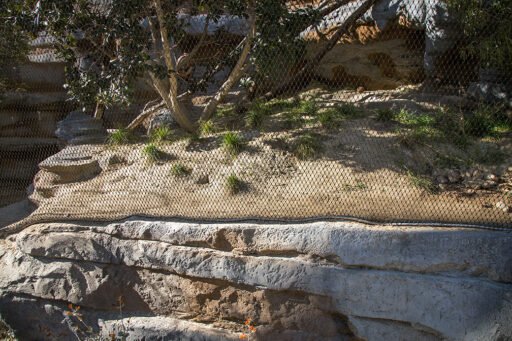 SanDiego-Zoo-Africa-Rocks5-512x341-1