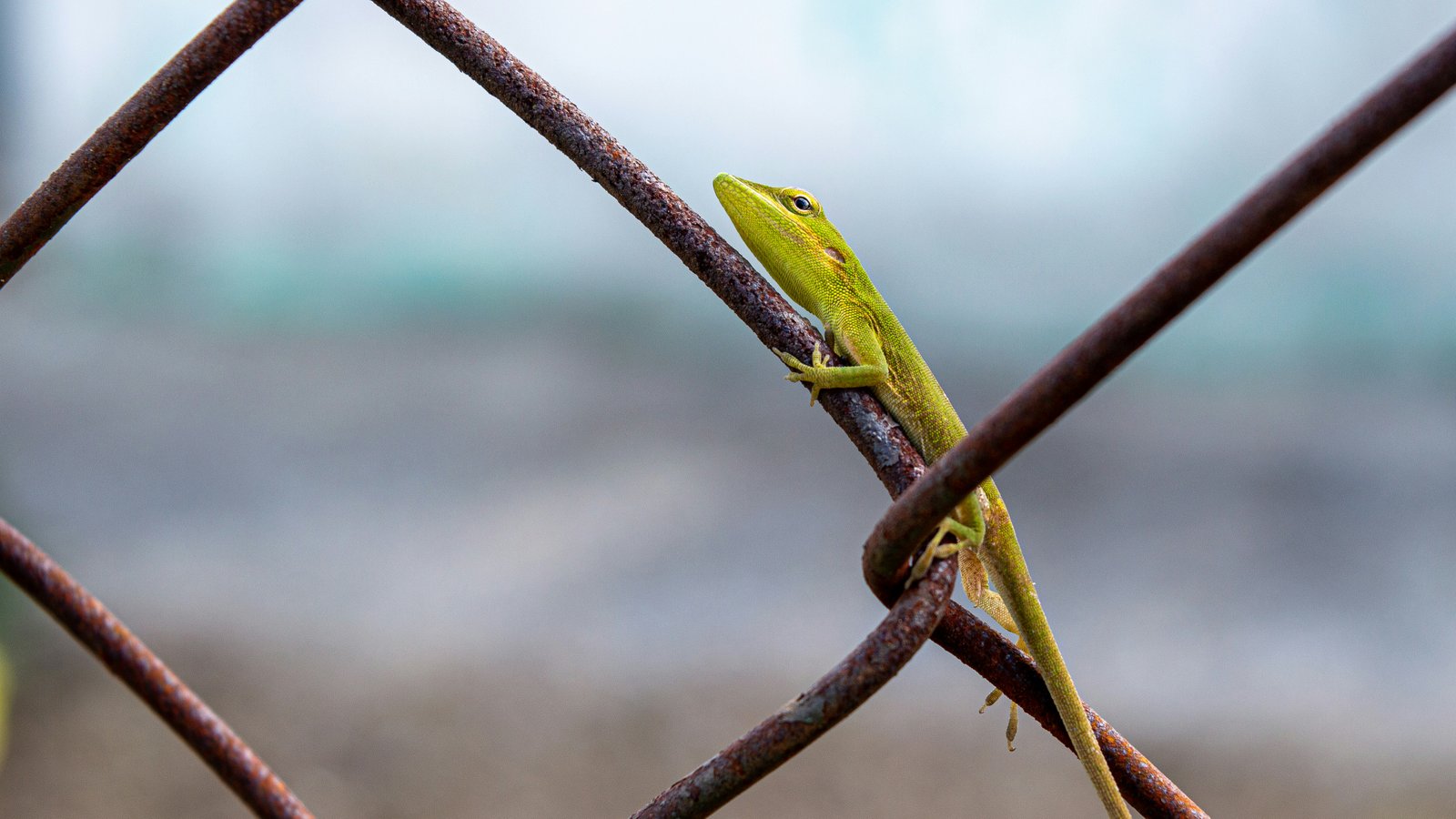 a green lizard sitting on top of a metal fence